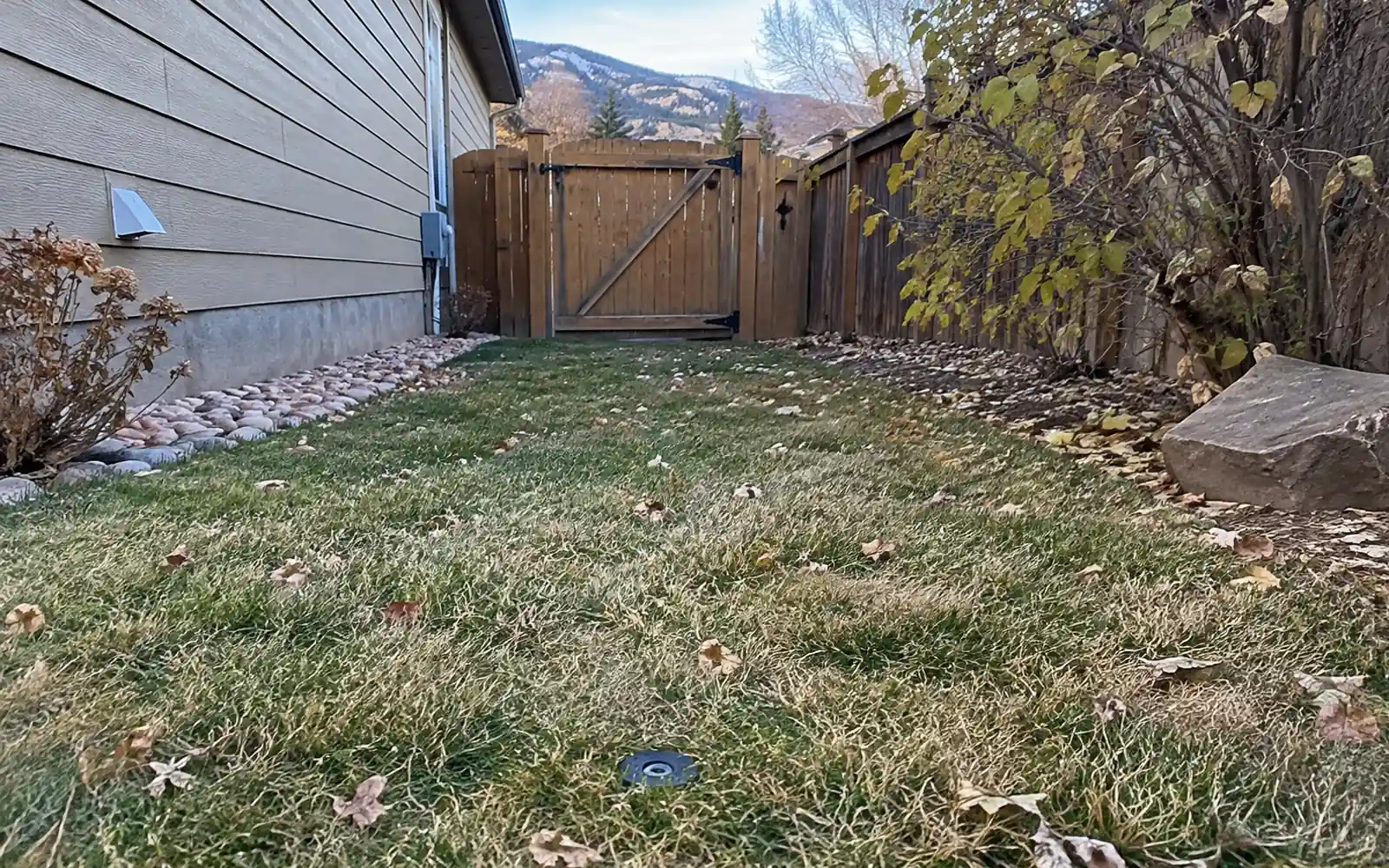 Retracted sprinkler head beside a dry lawn and a side gate