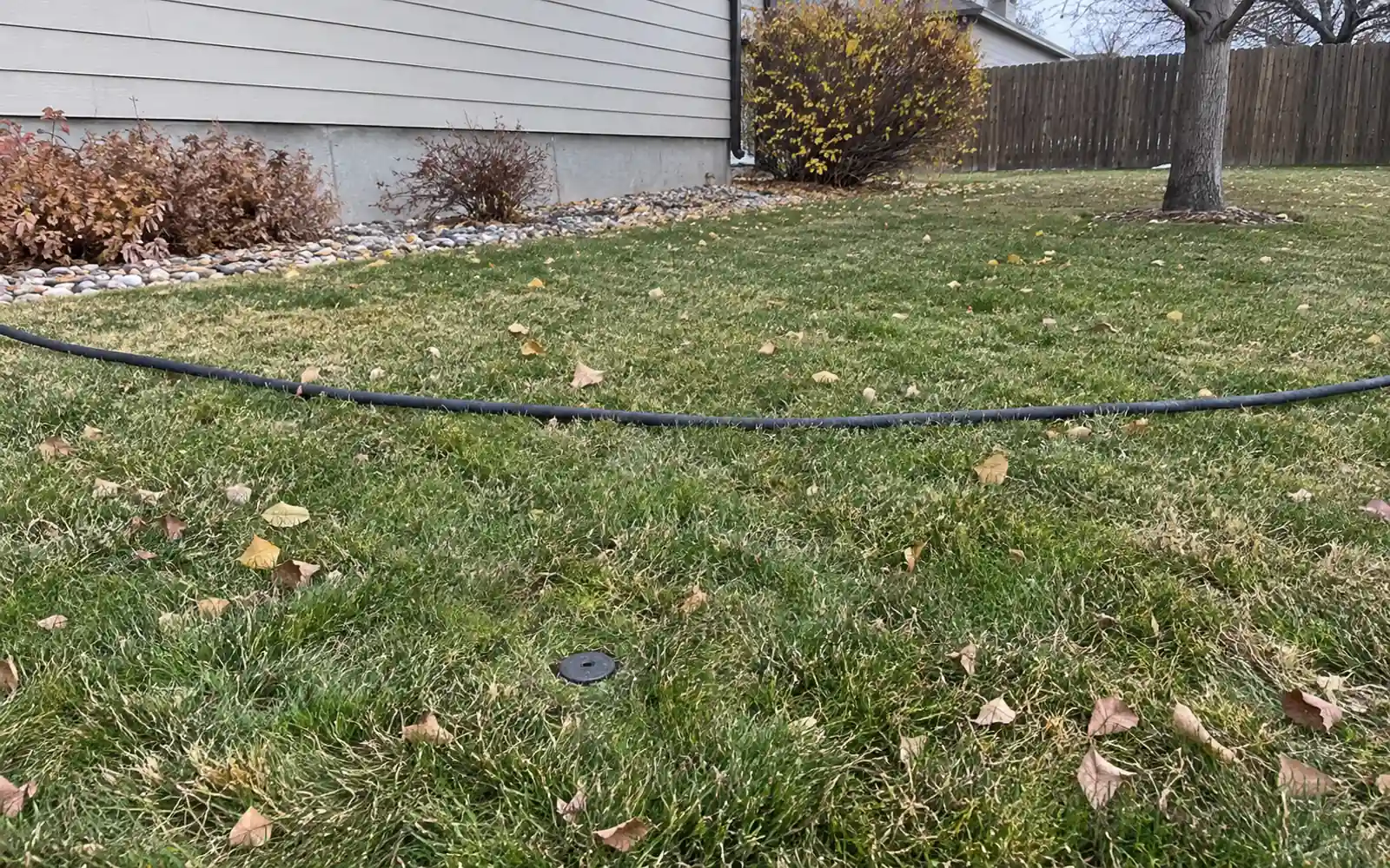 Retracted sprinkler cap in an autumn yard beside a separate black air hose
